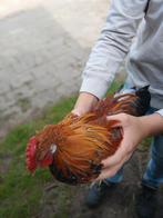 Te koop hollandse kriel (haan), Dieren en Toebehoren, Pluimvee, Mannelijk, Kip