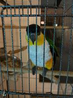 Tamme zwartkop caique, Dieren en Toebehoren, Mannelijk, Tam