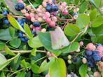 Vaccinium corymbosum in diverse soorten (blauwe bes), Tuin en Terras, Planten | Fruitbomen, Ophalen