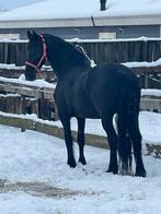 Lease paard, Dieren en Toebehoren, Ophalen of Verzenden, Nieuw