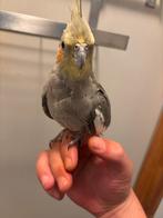 Valk parkiet, Dieren en Toebehoren, Mannelijk, Parkiet