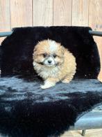 Prachtige boomer x pomperiaan pups, Overige rassen, 8 tot 15 weken, CDV (hondenziekte), Meerdere