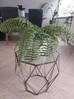 Deco nepvaren incl pot, Huis en Inrichting, Ophalen, Gebruikt