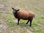 ram, Dieren en Toebehoren, Mannelijk, Schaap, 0 tot 2 jaar
