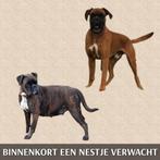 Schitterend nestje Boxer pups verwacht – Maart 2026, Parvo, Overige rassen, 8 tot 15 weken, Meerdere