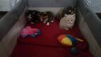 Lieve mooie kittens beschikbaar voor adoptie., Meerdere dieren, 0 tot 2 jaar