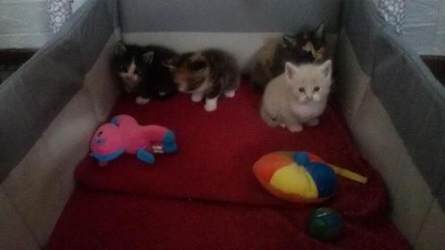 Lieve mooie kittens beschikbaar voor adoptie., Dieren en Toebehoren, Katten en Kittens | Raskatten | Korthaar, Meerdere dieren