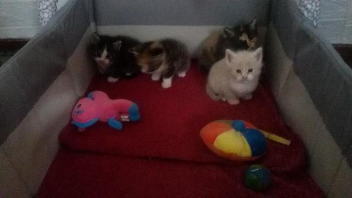Lieve mooie kittens beschikbaar voor adoptie., Dieren en Toebehoren, Katten en Kittens | Raskatten | Korthaar, Meerdere dieren