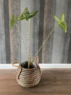 Bijzondere Alocasia Zebrina in pot, Huis en Inrichting, Kamerplanten, Ophalen, Overige soorten, Halfschaduw, In pot