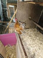 Mooie Ayam Serama haan, Dieren en Toebehoren, Pluimvee, Mannelijk, Kip