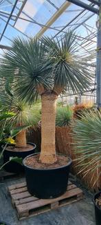 Palmbomen/Yucca's/Cyca's/Olijfbomen, Tuin en Terras, Planten | Bomen, Ophalen, Halfschaduw, 100 tot 250 cm, Zomer