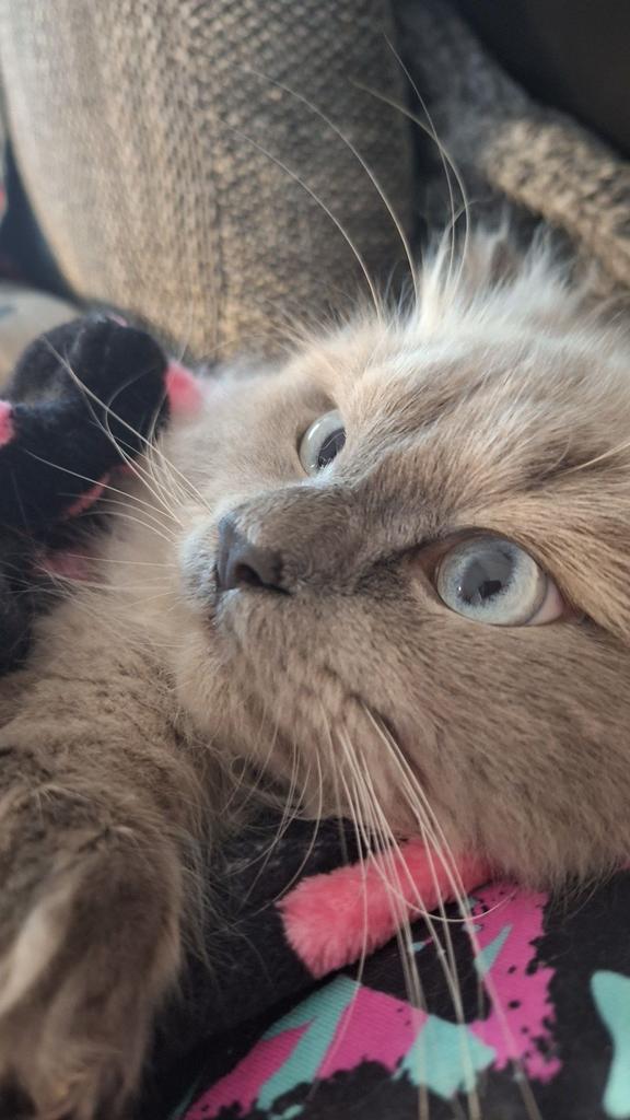 Kater zoek partner voor paring, Dieren en Toebehoren, Katten en Kittens | Dekkaters