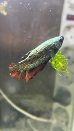 Dragon betta !, Dieren en Toebehoren, Vissen | Aquariumvissen, Vis, Zoetwatervis