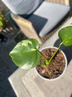Monstera variegata, Huis en Inrichting, Kamerplanten, Ophalen of Verzenden, Overige soorten, Minder dan 100 cm