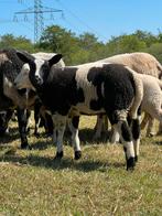 Dekrammen te koop aangeboden, Mannelijk, Schaap