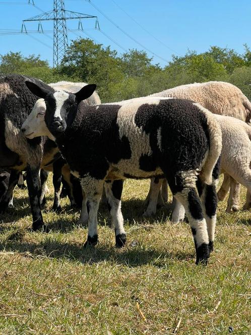 Dekrammen te koop aangeboden, Dieren en Toebehoren, Schapen, Geiten en Varkens, Schaap, Mannelijk