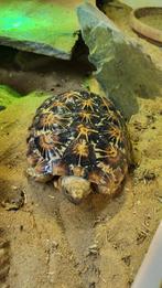 Groep pannenkoek schildpadden (Malacochersus tornieri), Dieren en Toebehoren, Reptielen en Amfibieën, Schildpad