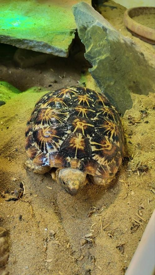 Groep pannenkoek schildpadden (Malacochersus tornieri), Dieren en Toebehoren, Reptielen en Amfibieën, Schildpad