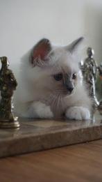 heilige birmaan kitten, Dieren en Toebehoren, Katten en Kittens | Raskatten | Langhaar, Meerdere dieren, Gechipt, 0 tot 2 jaar