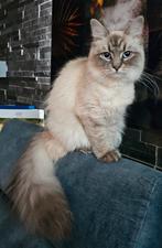 Siberische kittens, Meerdere dieren, Gechipt, 0 tot 2 jaar