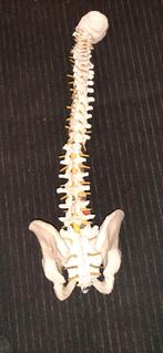 ANATOMISCH MODEL RUGGENWERVEL KUNSTOF, Ophalen of Verzenden, Gebruikt
