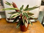 Stromanthe sanguineum triostar. Pot 19, Huis en Inrichting, Kamerplanten, Verzenden, Minder dan 100 cm
