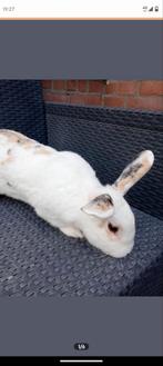 Goed huis gezocht, Dieren en Toebehoren, Konijnen, Mannelijk, Klein, 3 tot 5 jaar