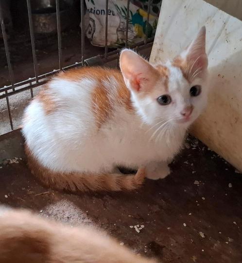 Nog 1 lief, speels rood witte kitten., Dieren en Toebehoren, Katten en Kittens | Overige Katten, Kortharig, Kater, 0 tot 2 jaar