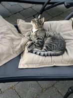 Twee jonge poezen.Het zijn zusjes, Poes, Gechipt