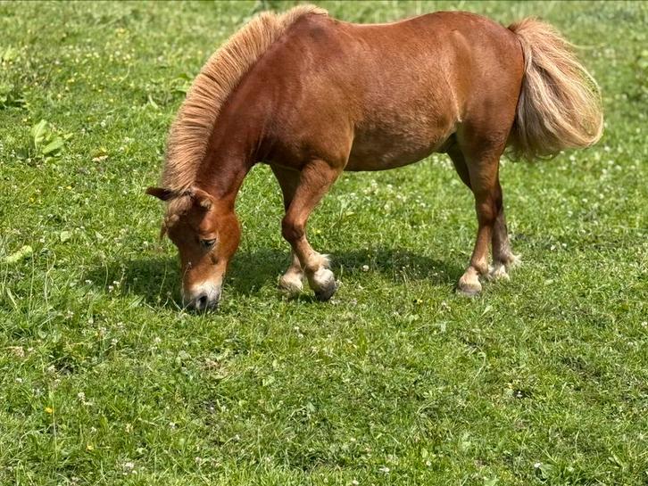 Verzorgster gevraagd, Diensten en Vakmensen, Dieren | Paarden | Verzorging, Oppas en Les