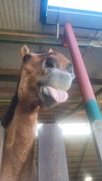 Lease/Verzorg pony/paard gezocht!, Dieren en Toebehoren, Ophalen of Verzenden
