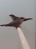 2-2 Sint helena fazantjes, Dieren en Toebehoren, Vogels | Overige Vogels, Meerdere dieren, Tropenvogel, Geringd