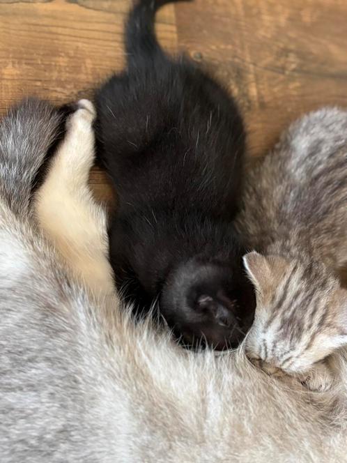 Britse korthaar kittens, Dieren en Toebehoren, Katten en Kittens | Raskatten | Korthaar, Meerdere dieren, 0 tot 2 jaar, Gechipt