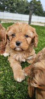 Cavapoo dwerg poedel x cavalier pups, Dieren en Toebehoren, Nederland, CDV (hondenziekte), 8 tot 15 weken, Meerdere