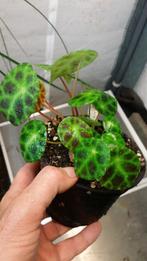 Begonia kingiana Maleisië Aziatisch prachtige bladeren, Ophalen of Verzenden, Overige soorten, Minder dan 100 cm