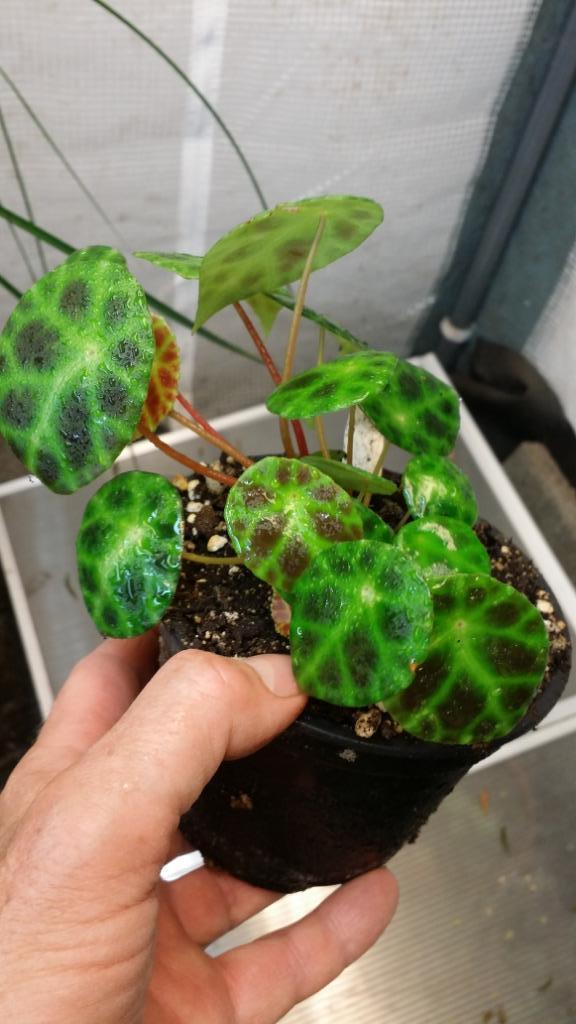 Begonia kingiana Maleisië Aziatisch prachtige bladeren, Huis en Inrichting, Kamerplanten, Overige soorten, Minder dan 100 cm, Ophalen of Verzenden