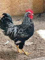 Broedeieren zilver dubbelgezoomd Barnevelder groot, Dieren en Toebehoren, Pluimvee, Geslacht onbekend, Kip
