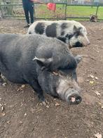 Zwijntjes voor een nieuw thuis, Mannelijk, Varken