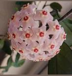 Hoya carnosa waxplant, grote wasbloem stek, Huis en Inrichting, Kamerplanten, Overige soorten, Minder dan 100 cm, Ophalen of Verzenden