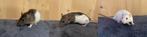 Trio of dwarf rat girls, Dieren en Toebehoren, Knaagdieren, Rat, Vrouwelijk, November, Tam