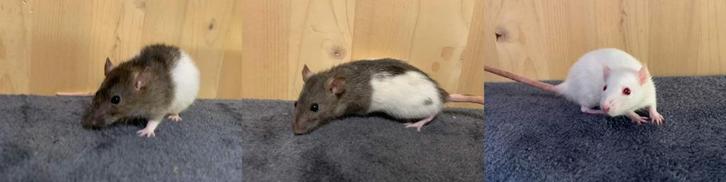 Trio of dwarf rat girls, Dieren en Toebehoren, Knaagdieren, Vrouwelijk, Rat, November, Tam