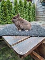 Kleurdwerg bruin ram., Dieren en Toebehoren, Konijnen, Mannelijk, Dwerg