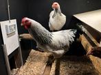 Wyandot krielhaan van 07-2025, Dieren en Toebehoren, Mannelijk, Kip