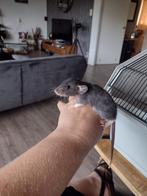 Super lieve gezonde knappen dames heren rittens beschikbaar, Dieren en Toebehoren, Knaagdieren, Rat, Augustus, Mannelijk, Tam