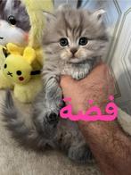 Unieke kans! British Longhair kittens ter adoptie, Meerdere dieren, Ontwormd, 0 tot 2 jaar