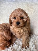 Cava po pups mini doodle cavapoo puos, Dieren en Toebehoren, Nederland, Overige rassen, 8 tot 15 weken, CDV (hondenziekte)