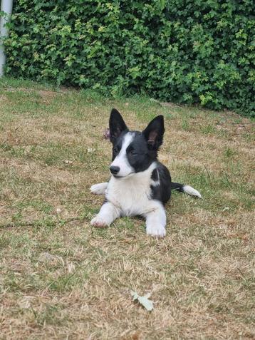 Te koop supermooie Welsh Corgi pups puppy beschikbaar voor biedingen