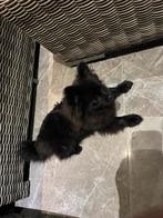 Pomeriaan Reu 6 maandjes oud, Dieren en Toebehoren, Honden | Poolhonden, Keeshonden en Oertypen, Keeshond, 15 weken tot 1 jaar