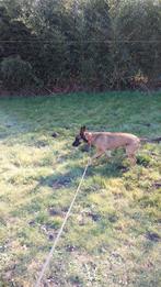 MECHELSE HERDER, Reu, CDV (hondenziekte), Eén hond, 3 tot 5 jaar