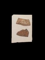 2 fossielen eierschalen oviraptor uit China., Ophalen of Verzenden, Fossiel